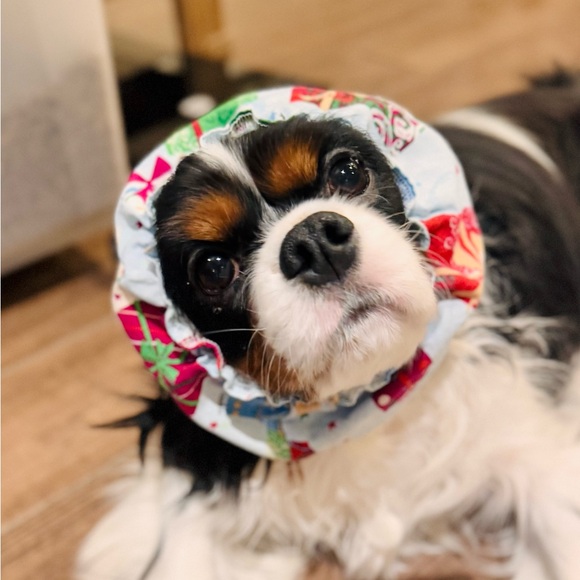 SNOOD Long Eared Dog Hat for Mealtime & Feeding - Picture 4 of 17